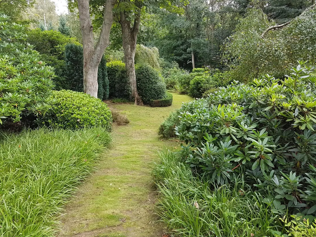 Mown lawn path through clipped shrubs in a Caldy garden we maintain