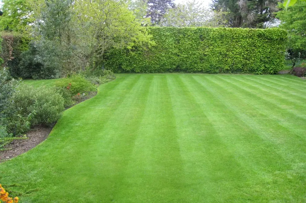 Freshly striped lawn with neat edges and a trimmed beech hedge in Heswall