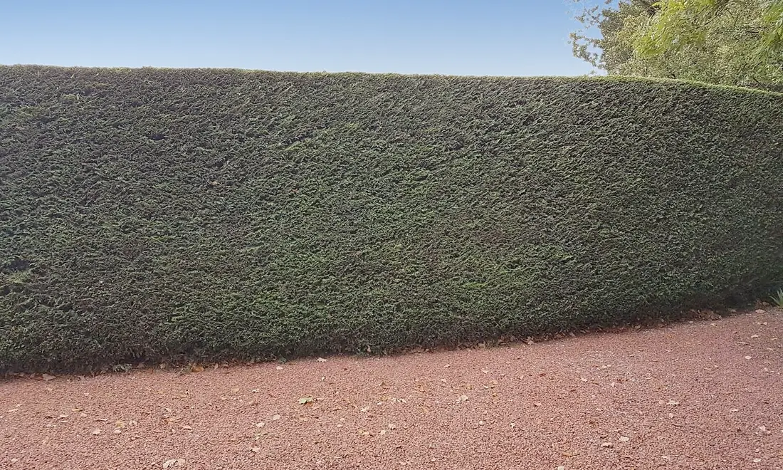 Tall conifer hedge in Willaston trimmed above a red gravel drive