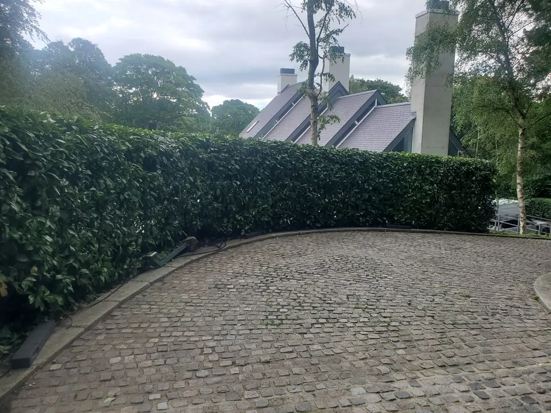 Laurel hedge trimmed along a cobbled driveway in Caldy