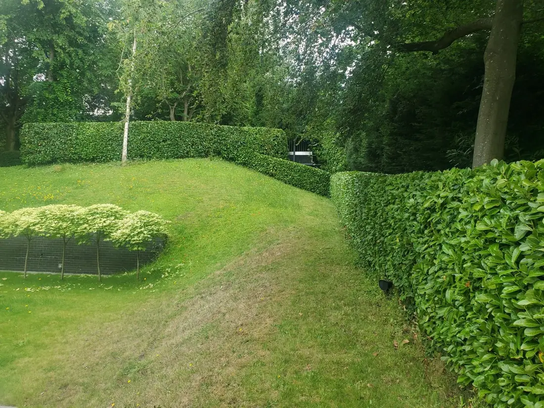 Laurel hedge cut straight along a sloping lawn in Caldy