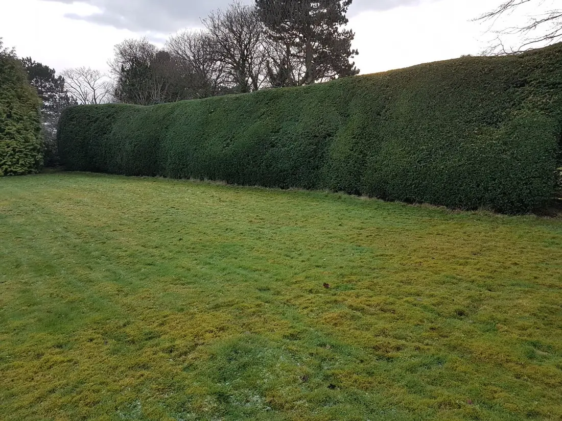 Long yew hedge in Heswall cut back neat and even across a lawn