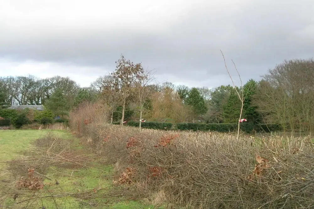 Overgrown field hedge in Raby reduced hard in height