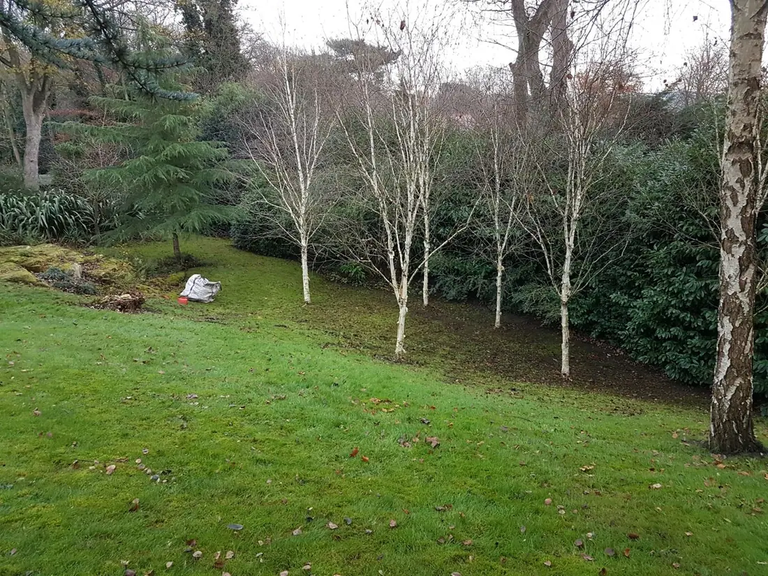 Caldy lawn after leaf clearance, with all the leaves taken away