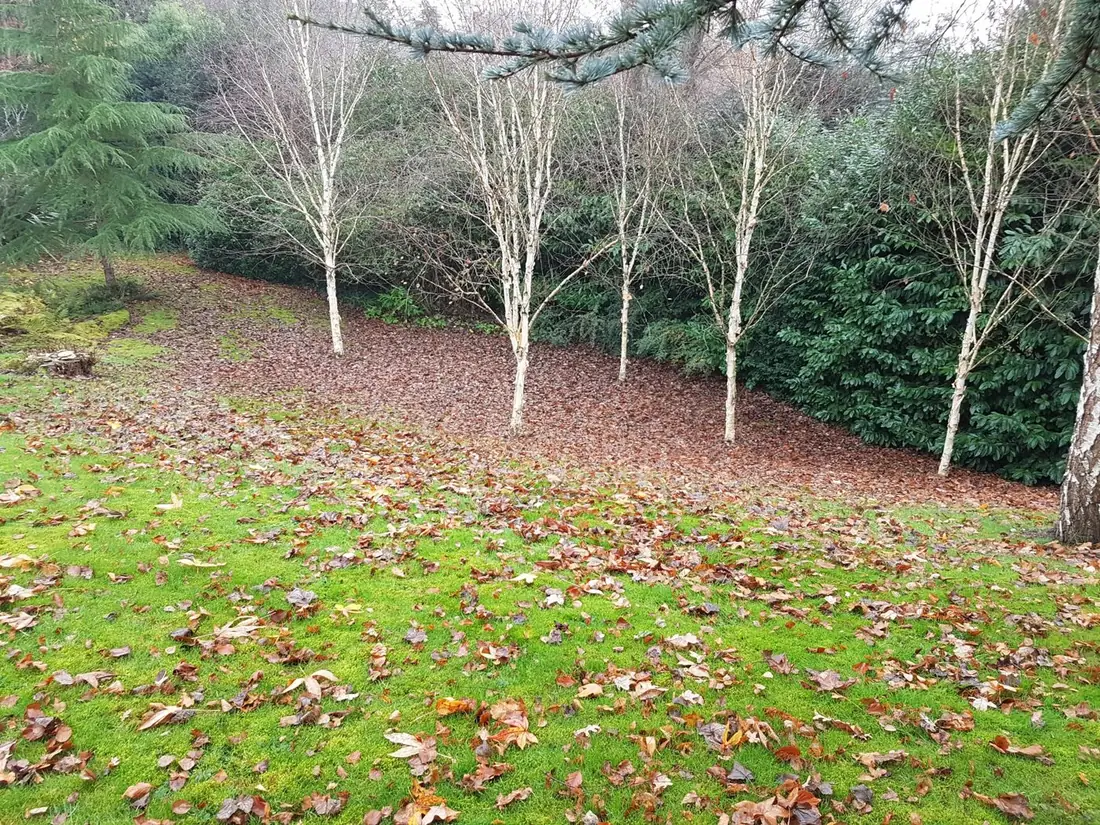 Lawn in Caldy covered in autumn leaves before leaf clearance
